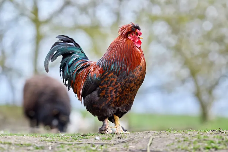 Agble Pro: a rooster standing in a farmyard